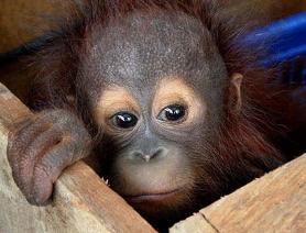 The Illegal Pet Trade - World Orangutan Events - Orangutan Caring Week - World Orangutan Day - International Orangutan Day 